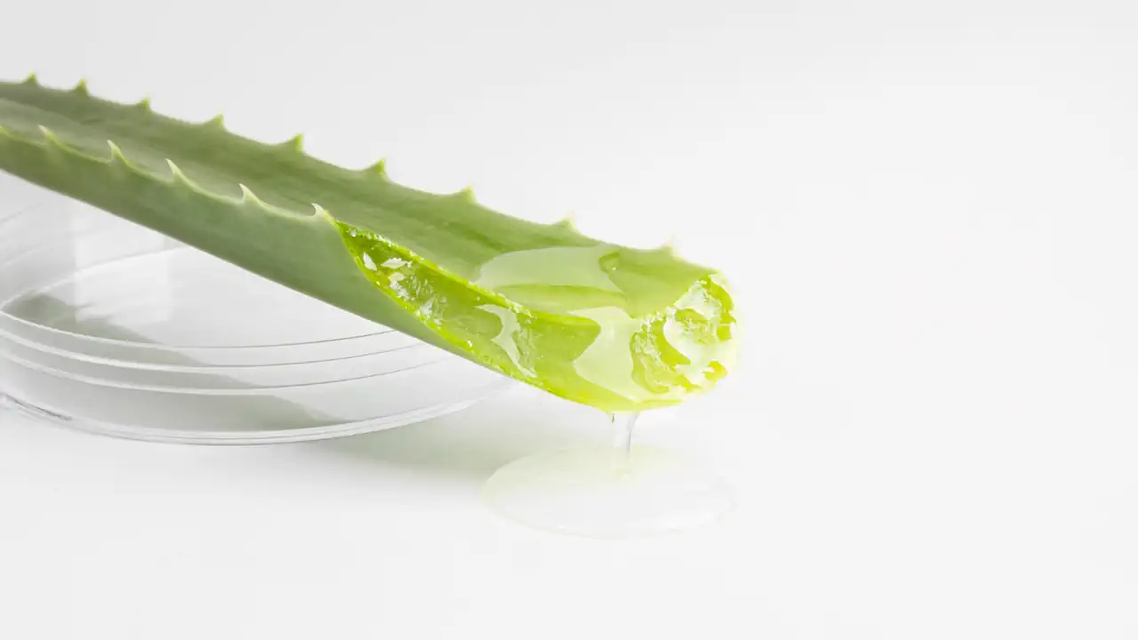 what is aloe vera good for